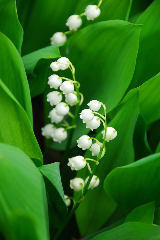 lily of the valley,铃兰——幽静纯洁的小白花.