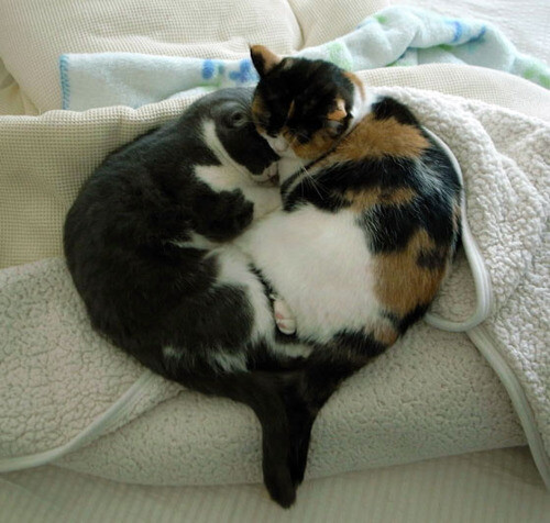 两只猫蜷缩在一起=一颗心