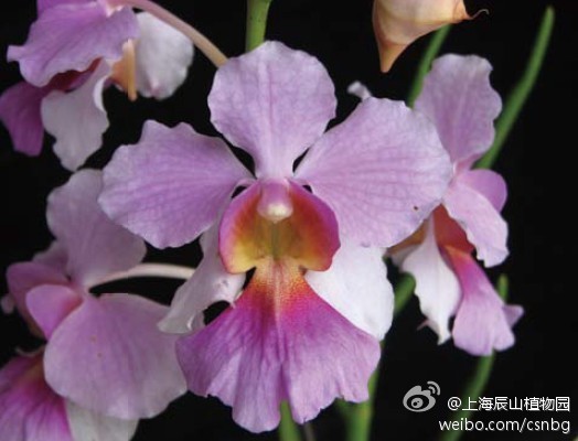 卓锦万代兰(vanda miss joaquim).