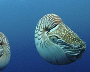 鹦鹉螺经历了5亿年的进化,它克服了地球历史上的重大物种灭绝事件