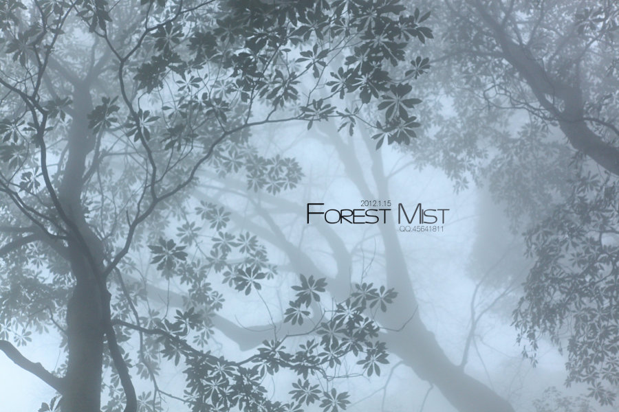 迷雾森林forest mist by easycdad