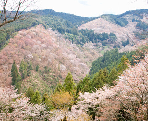 日本最佳赏樱名所:TOP2--奈良吉野山被樱…-堆