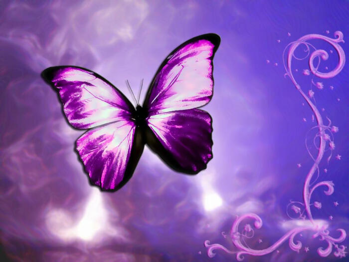 紫色蝴蝶和蓝色蝴蝶你更喜欢哪个?