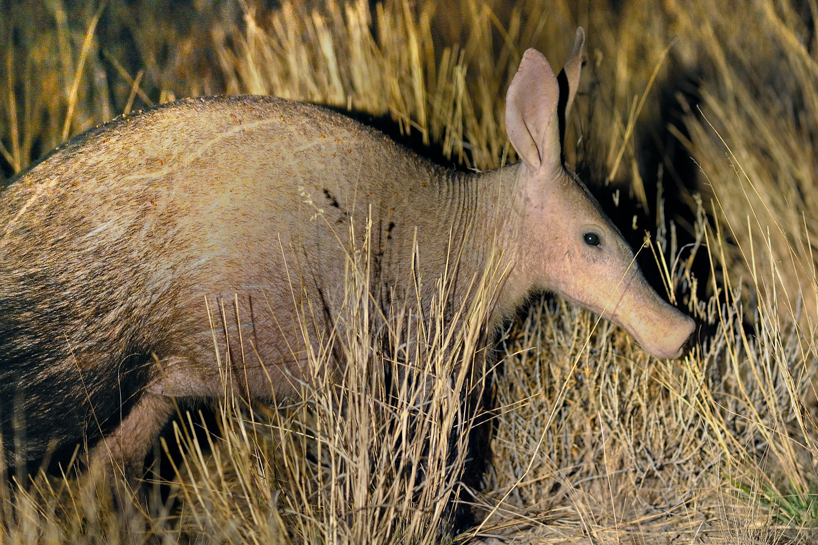 土豚  an african mammal, with a long, sticky tongue, that feeds