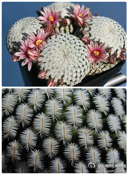 mammillaria pectinifera 白斜子,仙人掌科乳突球属.