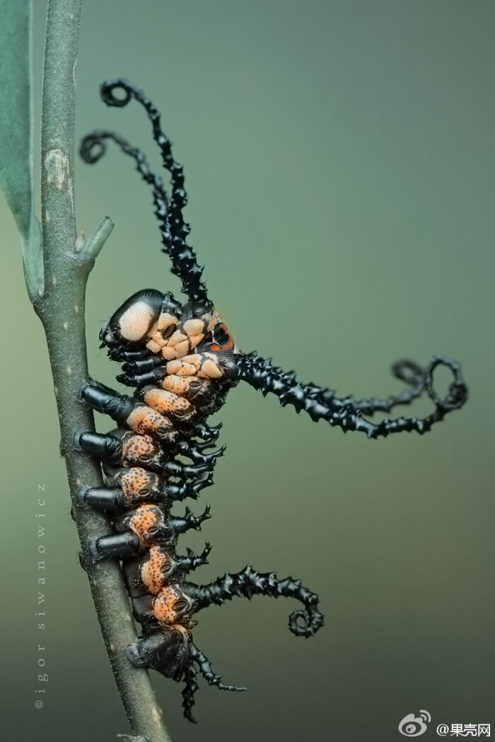 它是箩纹蛾(brahmaea certhia)的幼虫.