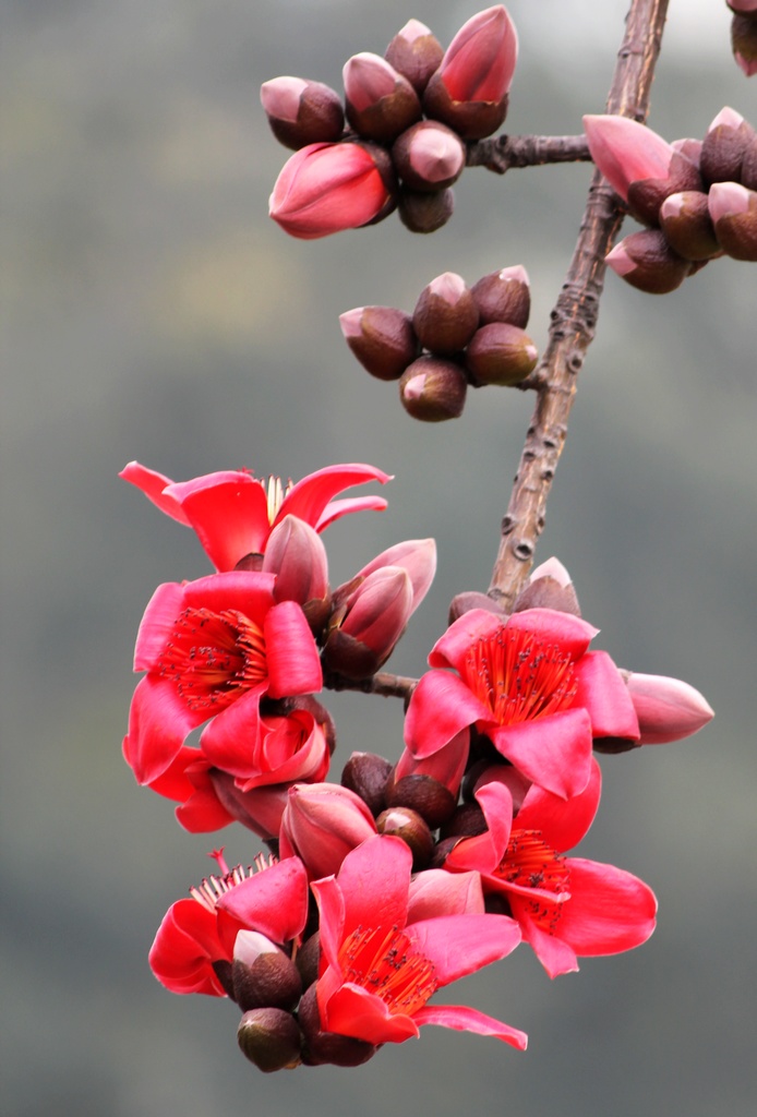 木棉(攀枝花/英雄树/琼枝) [p:二名法:bombax ceiba 木棉是一种在热带