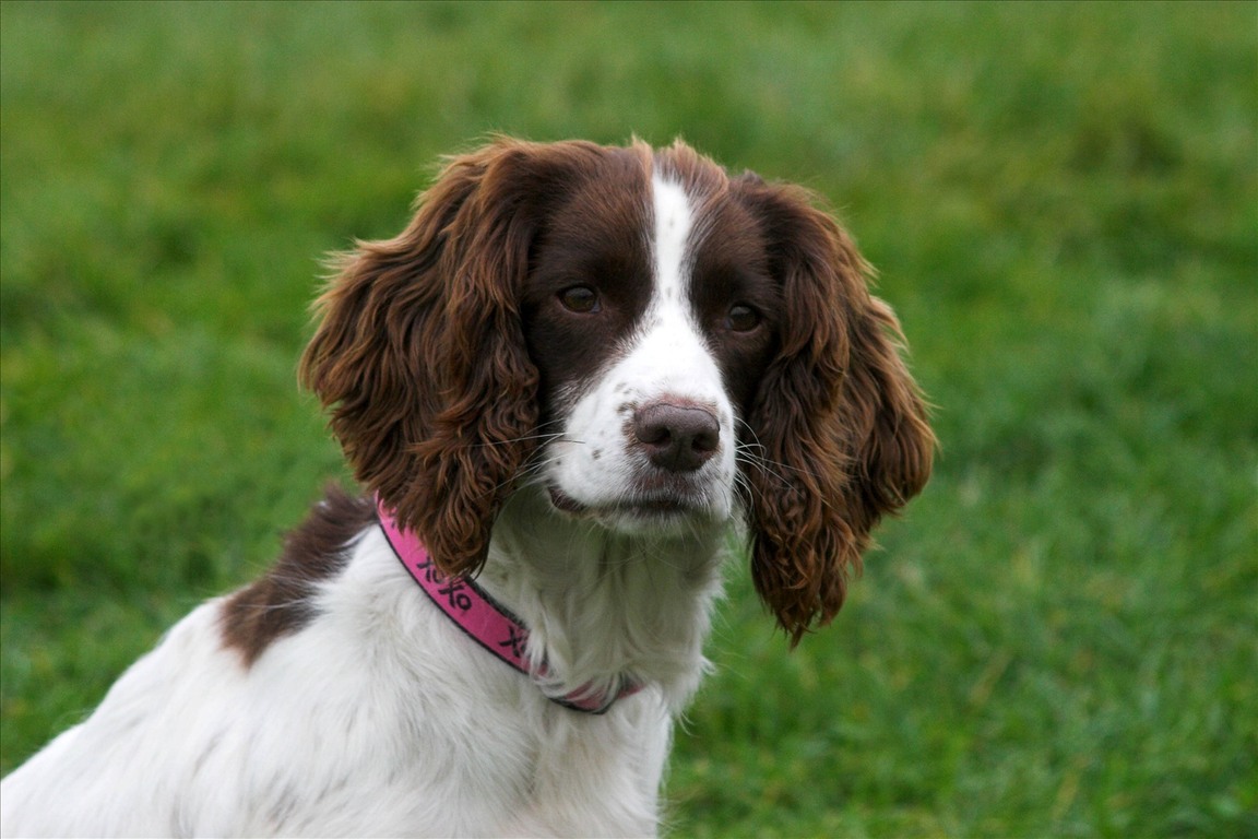 spaniel 西班牙猎狗 a dog with large ears which hang down.