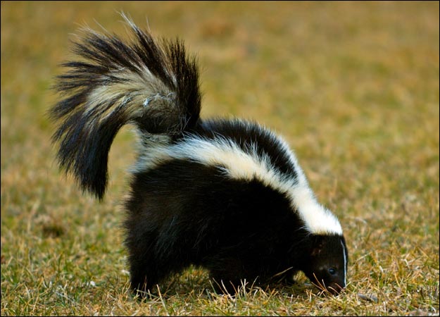 skunk 臭鼬