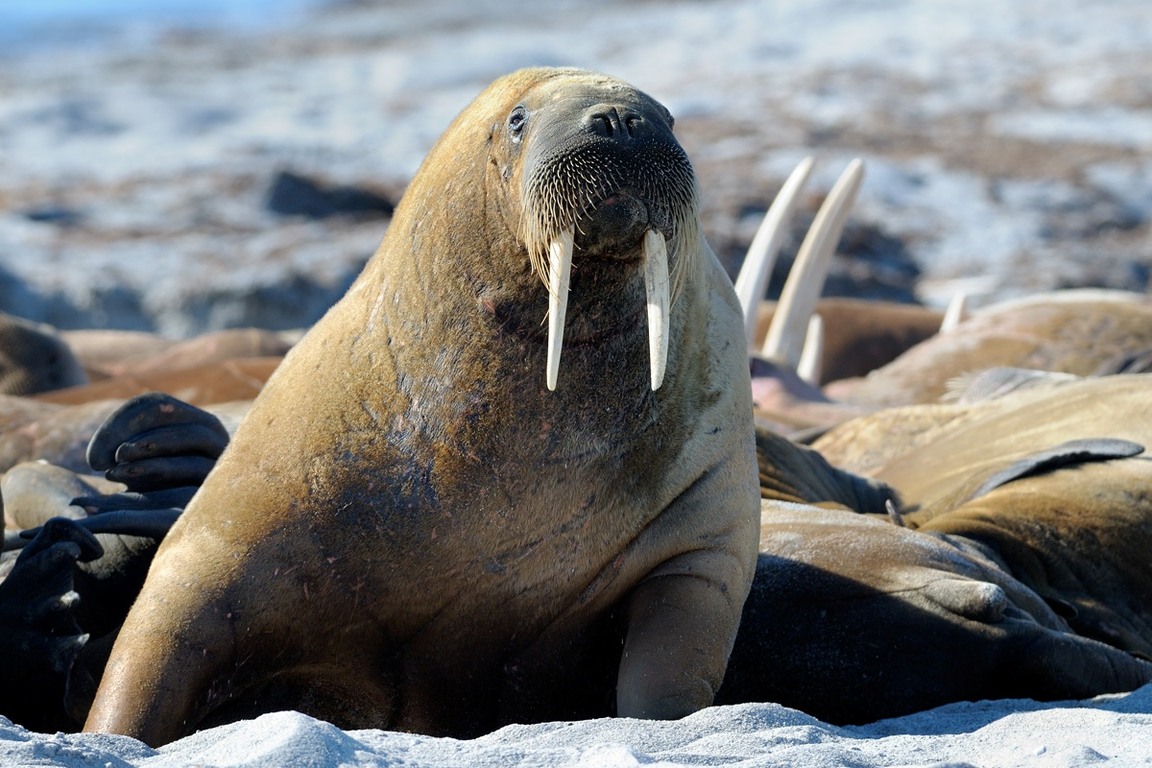 walrus 海象