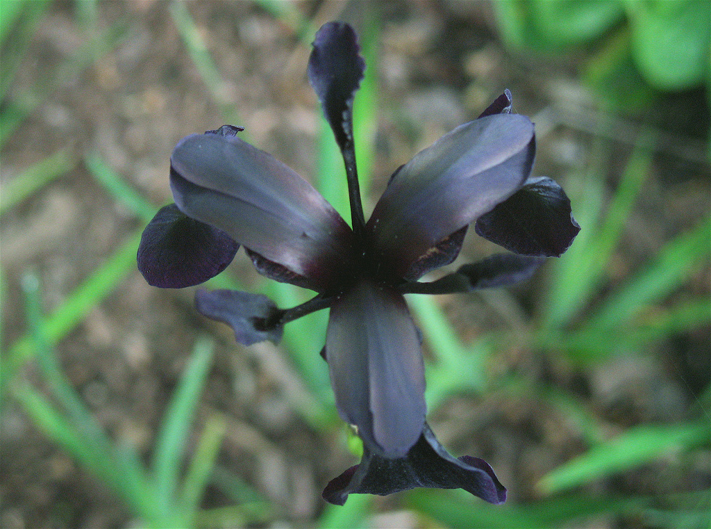 chrysographes "black knight"),鸢尾科鸢尾属,为数不多的花近黑色的