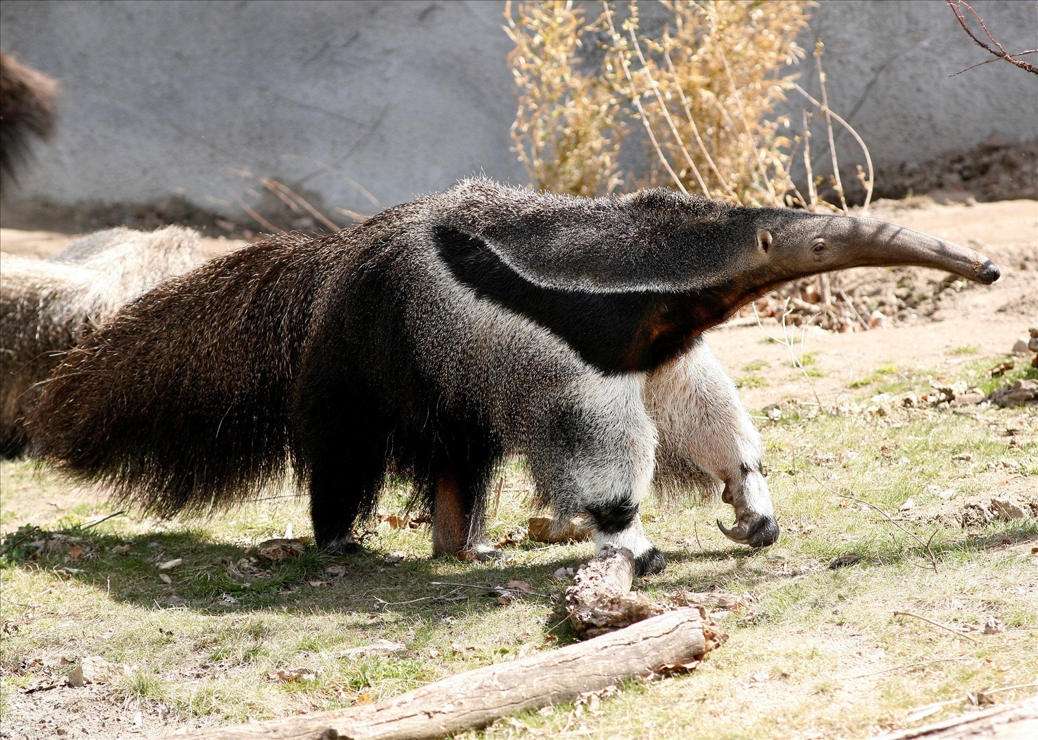 anteater 食蚁兽