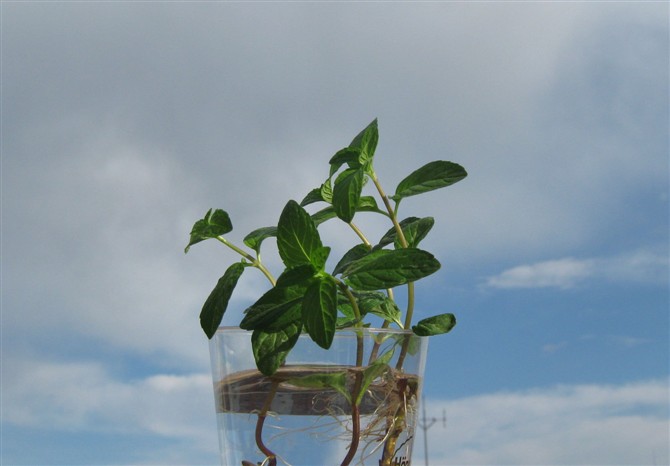 2011-04-23天空中的小薄荷,那次是第一次水培薄荷,后来长的也很好,出