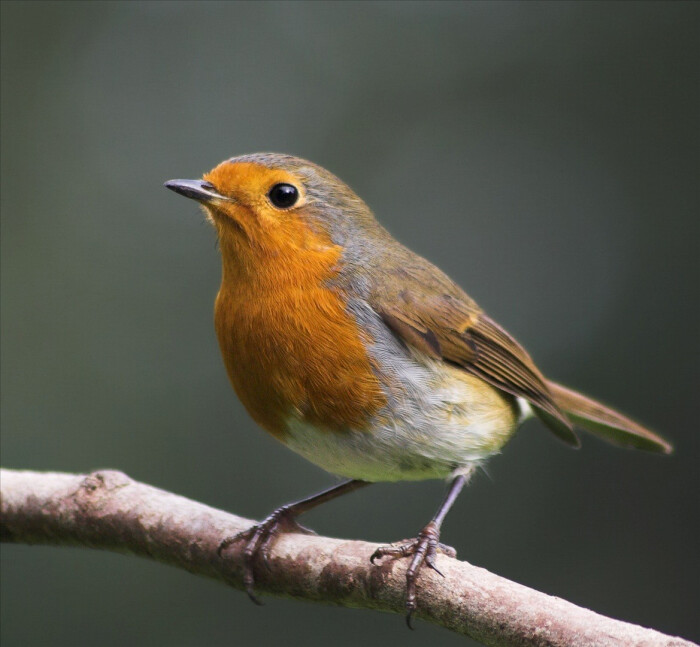 european robin on fotopedia