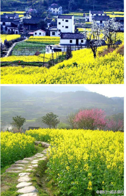 婺源——中国最美的乡村.春天婺源油菜花开,美的不像真的似的.