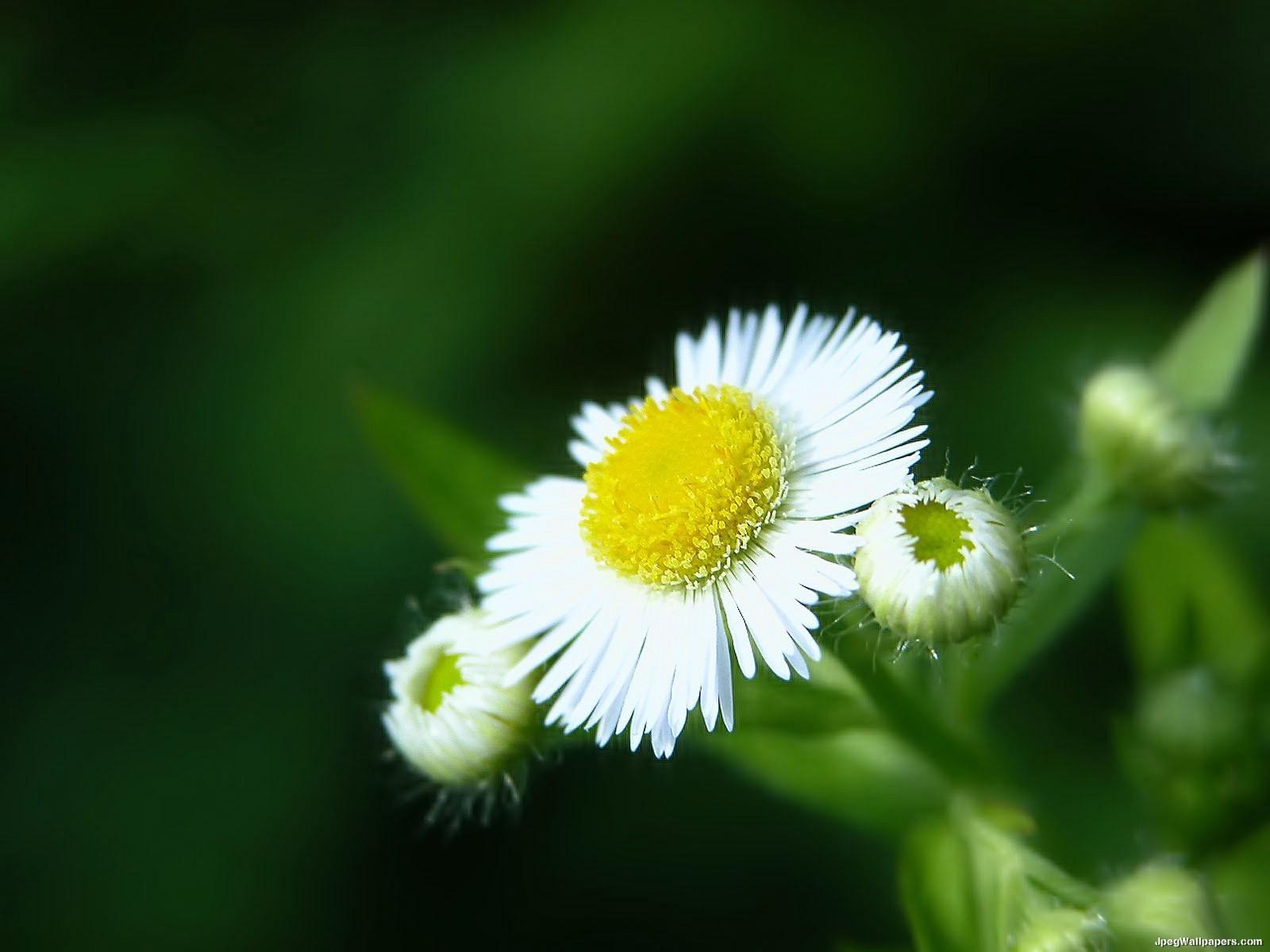 daisy 雏菊