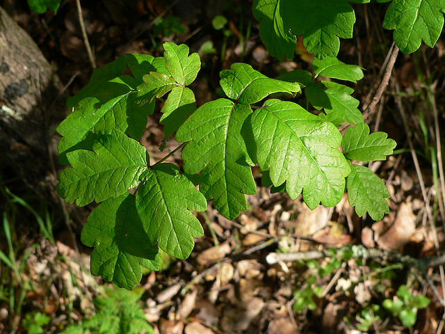 poison oak 毒葛