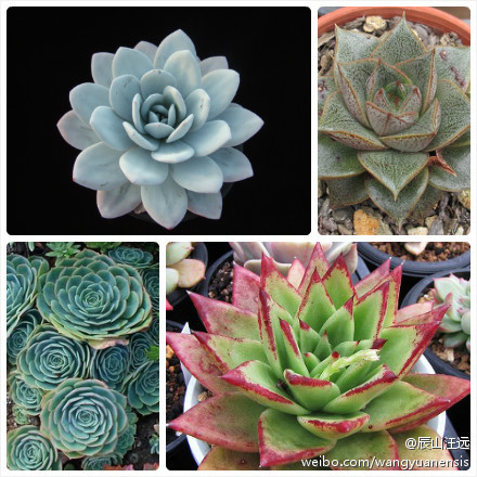 石莲花属(echeveria),也称拟石莲属,约1…-堆糖,美好