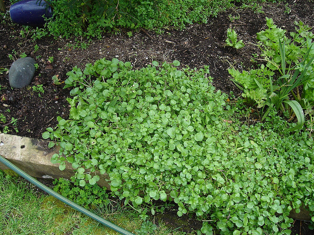 watercress 水田芥(用于色拉等)