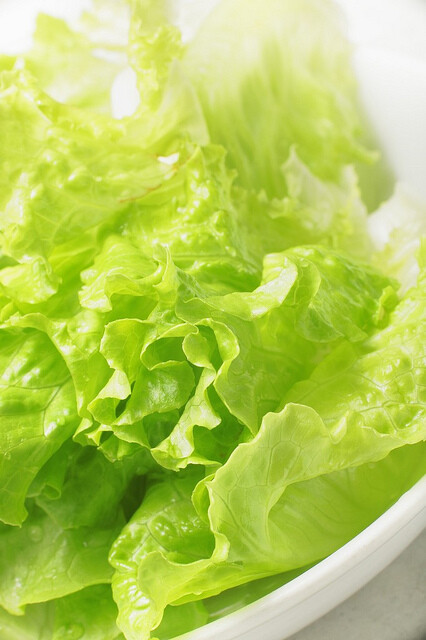 lettuce   flickr – 相片分享!