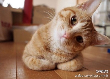 歪头~~ 