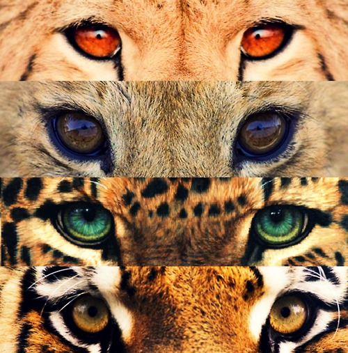 各种不同颜色的猫科动物眼睛~豹子的好漂亮~蓝绿色