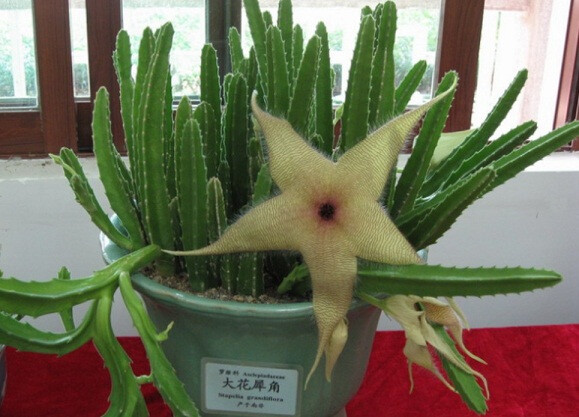 大花犀角(stapelia grandiflora mass.