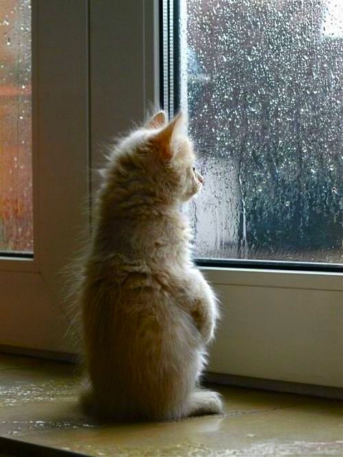 有时候,静静地看着窗外,觉得自己是个很容易被遗忘的猫.