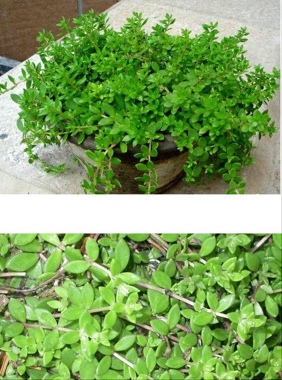 垂盆草(sedum sarmentosum bunge),又名地蜈蚣草,鼠牙半枝莲,石指甲