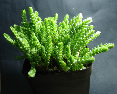 若绿(crassula.lycopodioides var.
