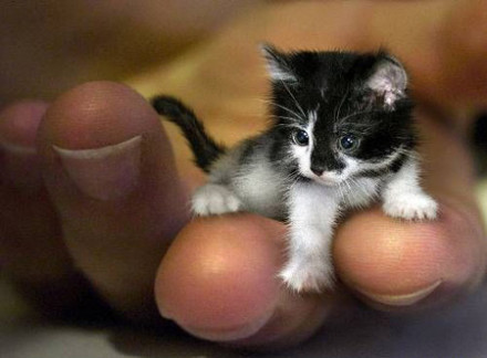 喵~【世界上最小猫咪,他叫希德】