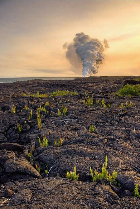 『风景』 获奖摄影师:steve nicholls 获奖作品:"lava ferns",熔岩