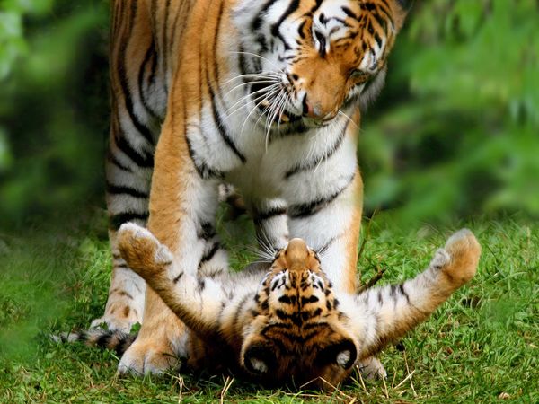20世纪,由于狩猎和被做成药材,8个老虎亚种中已经有3个灭绝了.