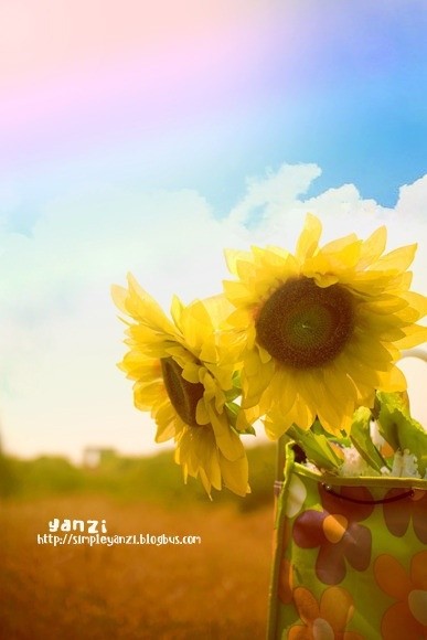 如果我是向日葵,那么你就是太阳,因为无论你在哪里,我都会默默的关注