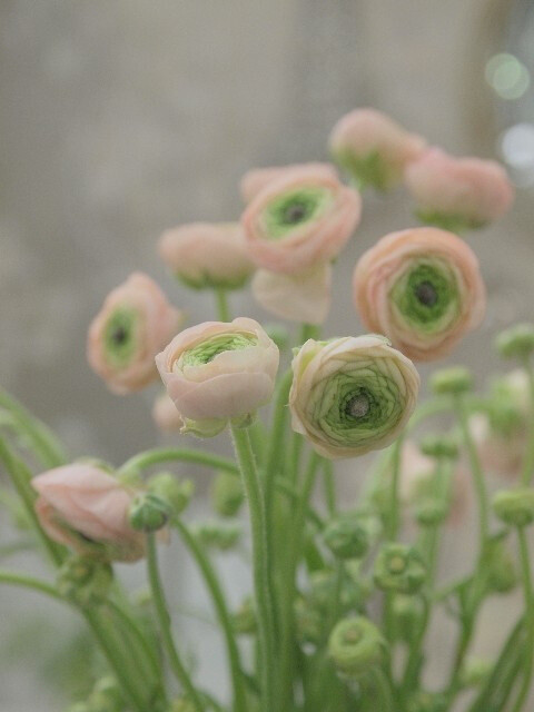 【我是{彩}花大盗】---花毛茛(学名:ranunculus asiaticus)又称芹菜花