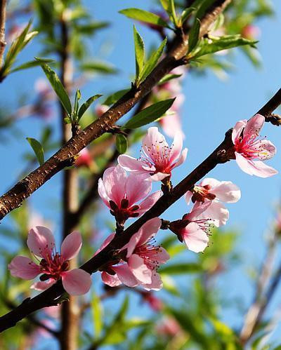 近来气温逐渐回暖,桃树误以为到了春天,所以提前开花
