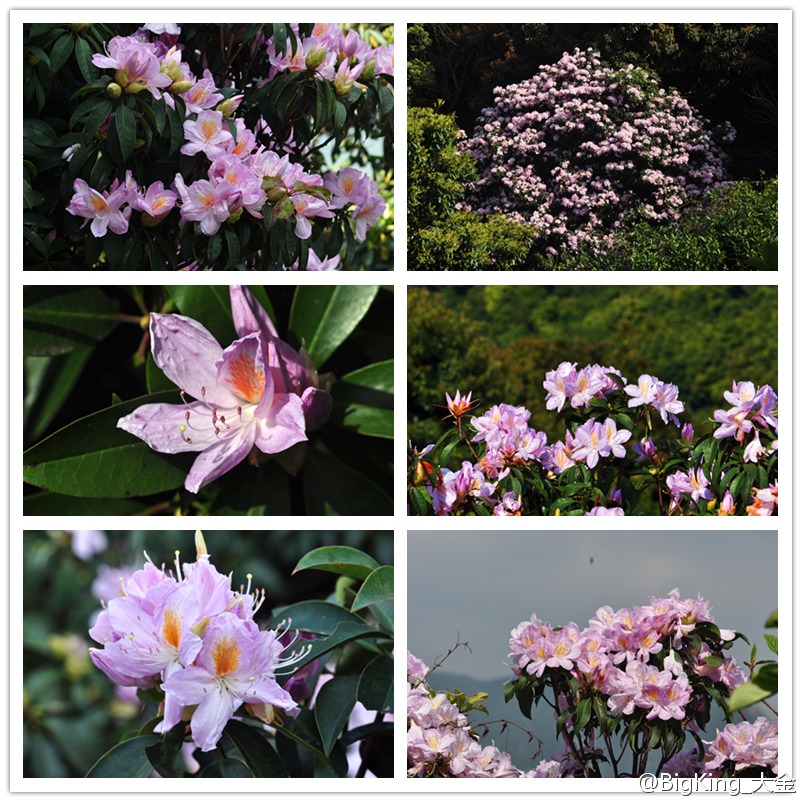 毛棉杜鹃rhododendron moulmainense,杜鹃花科杜鹃花属.