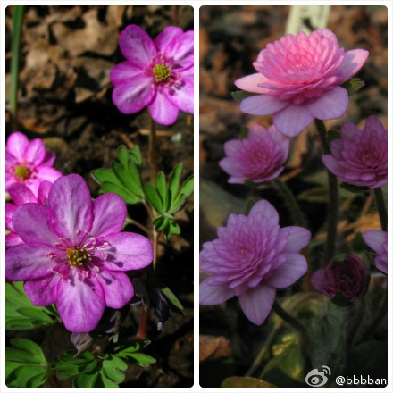 hepatica nobilis 毛茛科雪割草,也叫獐耳细辛.