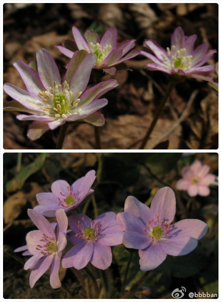 hepatica nobilis 毛茛科雪割草,也叫獐耳细辛.