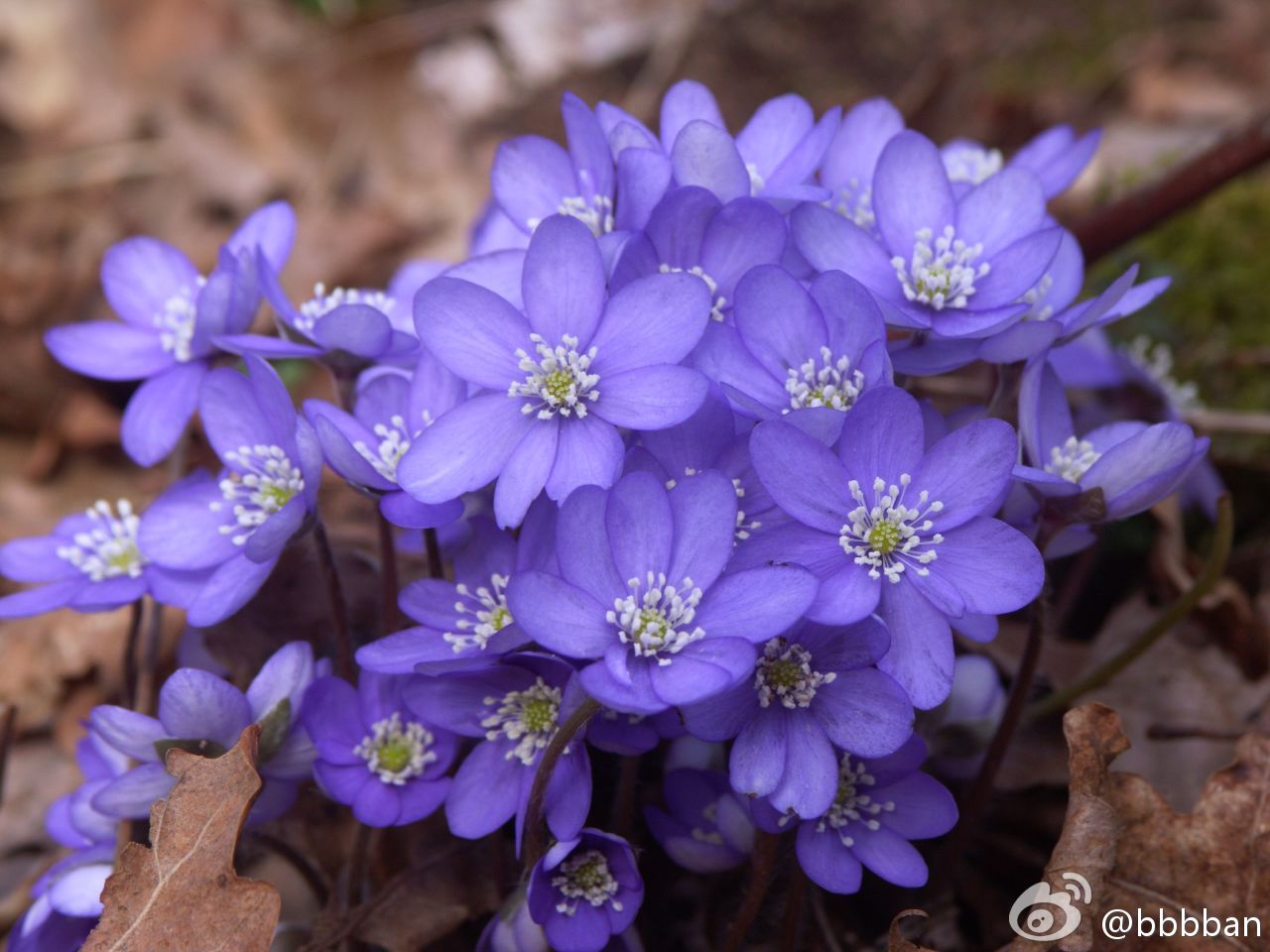 hepatica nobilis 毛茛科雪割草,也叫獐耳细辛.