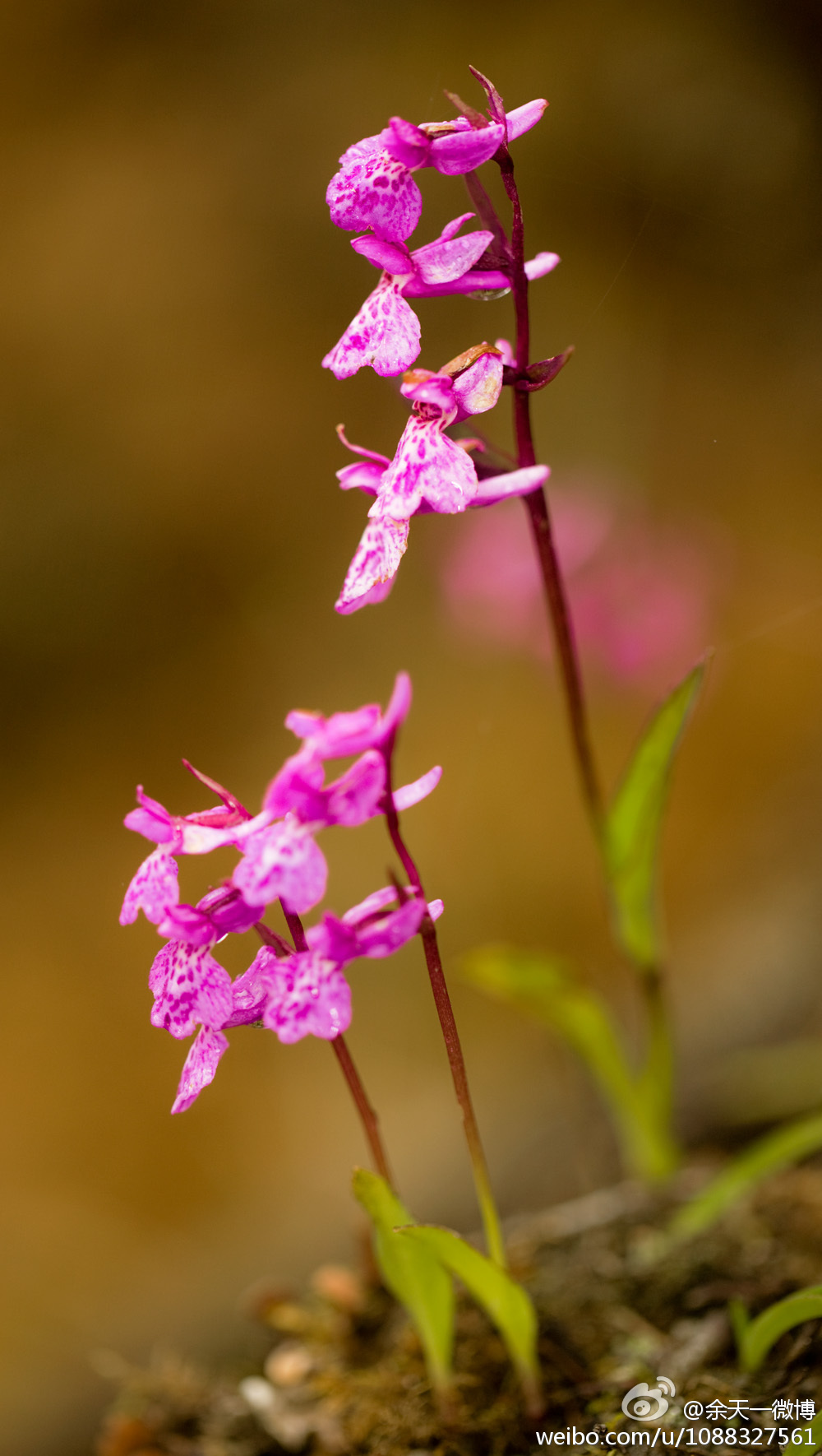 广布红门兰orchis chusua ,兰科红门兰属.