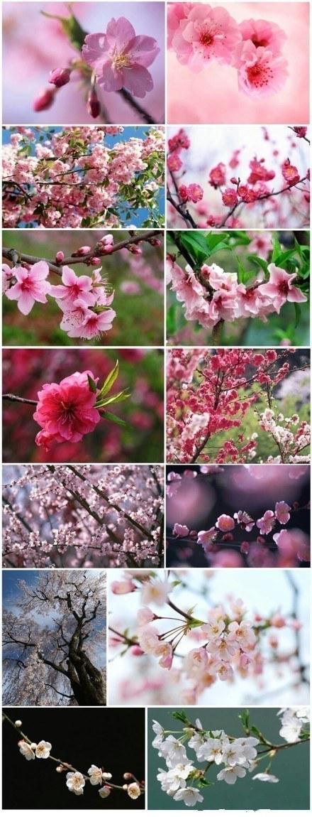 祝大家桃花运旺旺