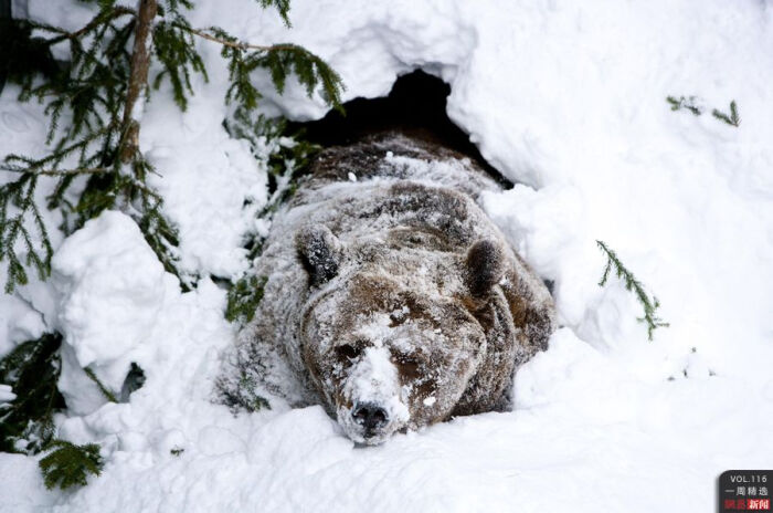 当地时间2月23日,芬兰拉努阿动物园,一只刚刚结束冬眠的公熊从洞中探