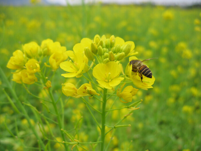 春天来了,油菜花满地,蜜蜂采蜜忙
