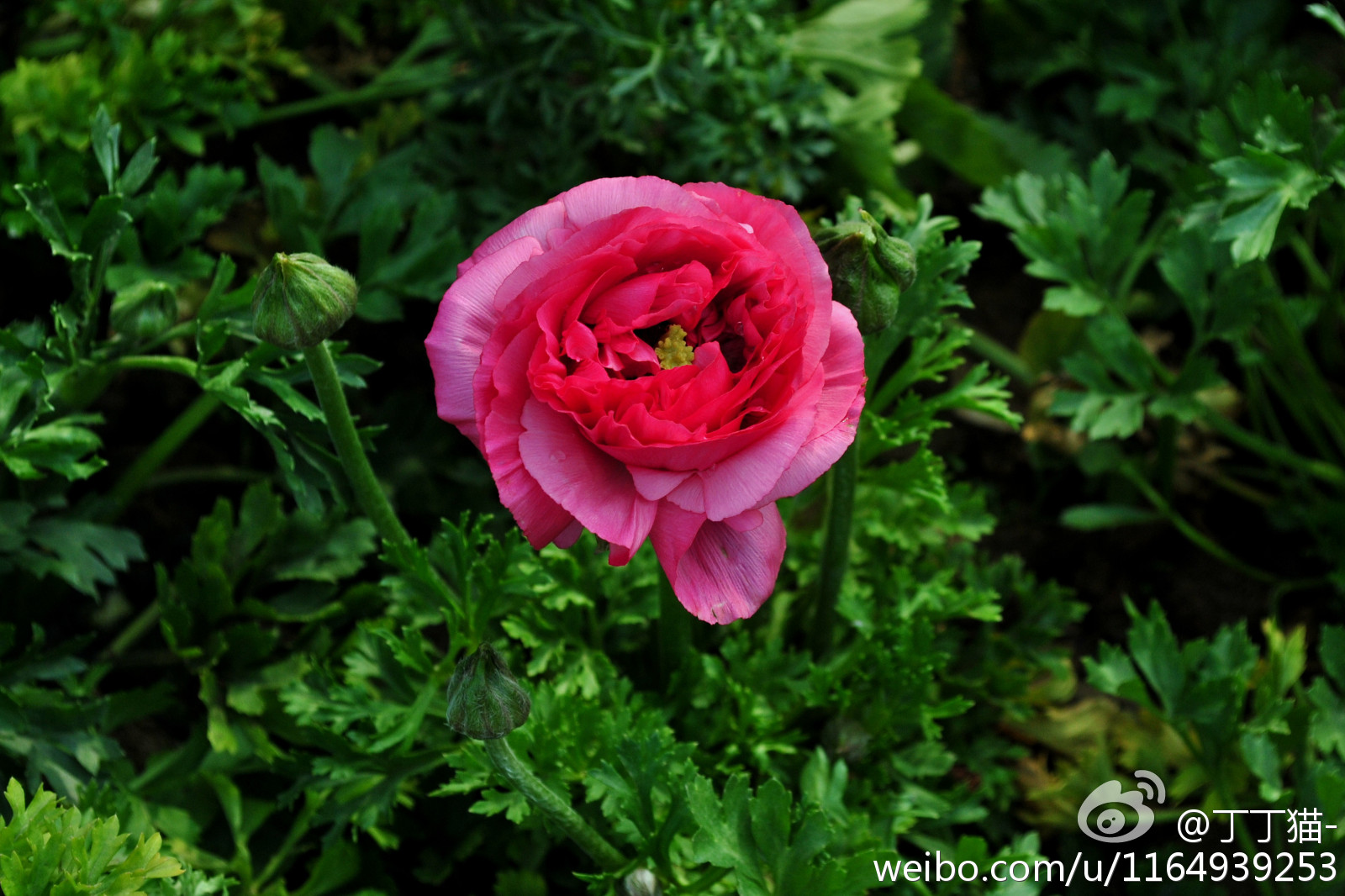 花毛茛(ranunculus asiaticus)又名波斯毛茛,别称"洋牡丹",毛茛科花