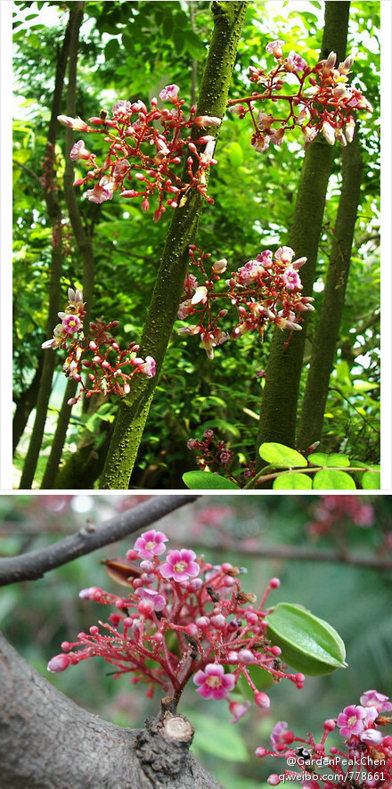 酢浆草科 洋桃属 洋桃(averrhoa carambola) 常绿小乔木,中国原产