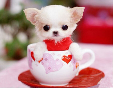 可爱的茶杯犬