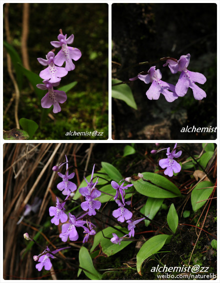 大花无柱兰,兰科无柱兰属多年生草本植物,产于浙江.