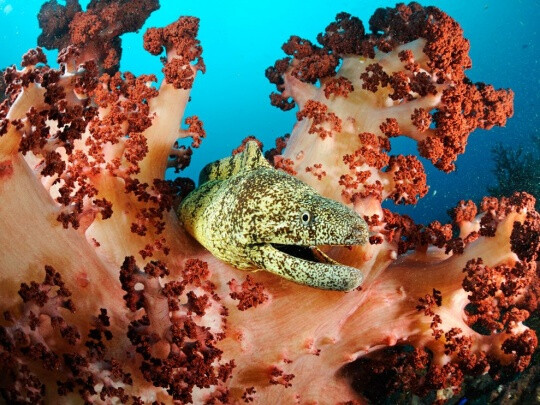 moray eel by brian skerry