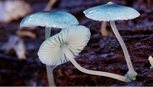 mycena interrupta(炫蓝蘑菇,俗称"精灵的梧桐(pixies parasol,是